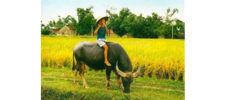 Dùng sừng trâu thay sừng tê giác trong điều trị