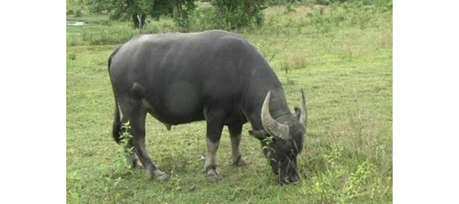 Sừng trâu Việt đến Italia