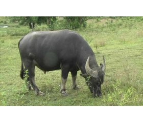 Sừng trâu Việt đến Italia